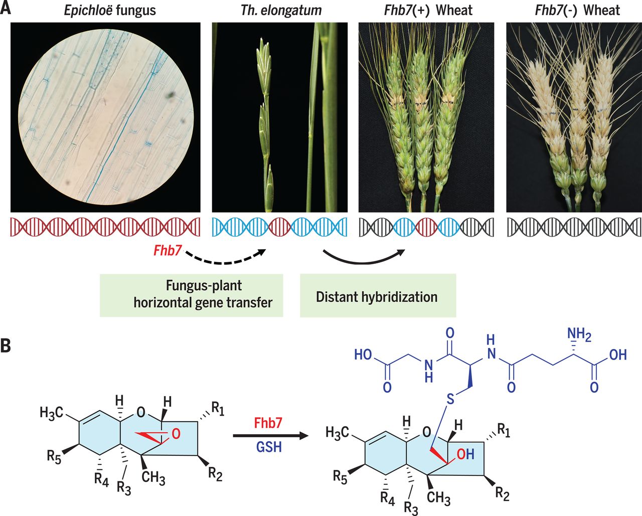 Rust resistance genes in wheat фото 45