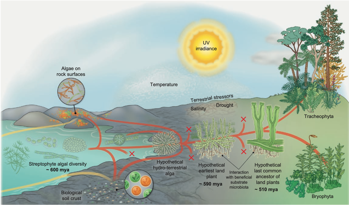 Review: Evo-physio: on stress responses and the earliest land plants (J ...