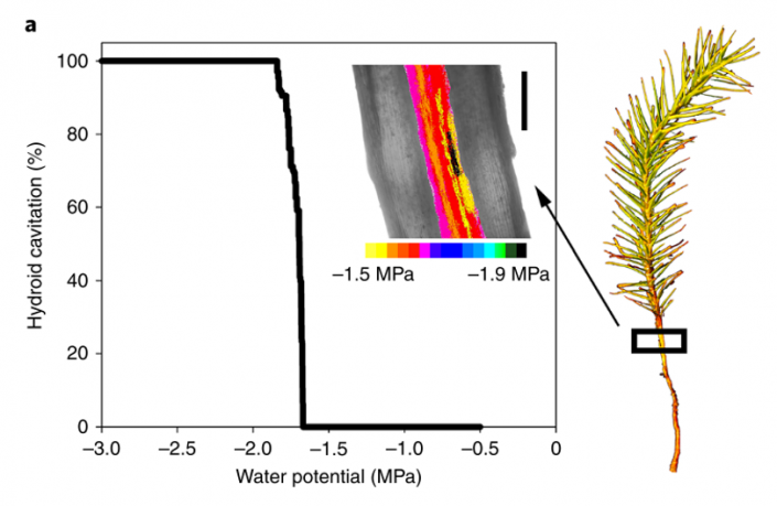 Advanced vascular function discovered in a widespread moss (Nature ...