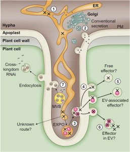 phytophthora infestans labeled