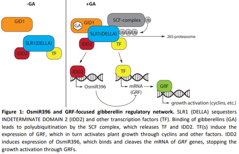 Gibberellin signaling in plants Entry of a new microRNA player Plantae