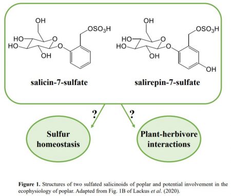 Sulfotransferase 1 is the enzymatic hub of sulfated salicinoids in ...