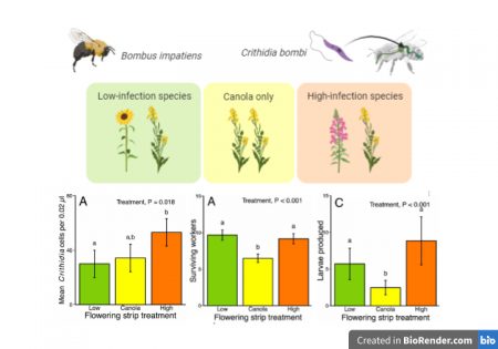 Flowering Plant Composition Shapes Pathogen Infection Intensity And ...