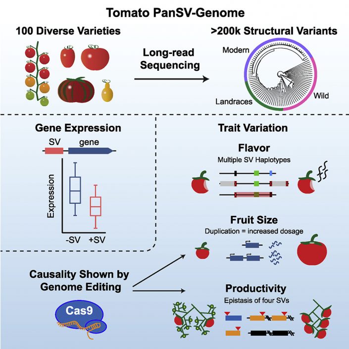 Plantae | Major impacts of widespread structural variation on gene ...
