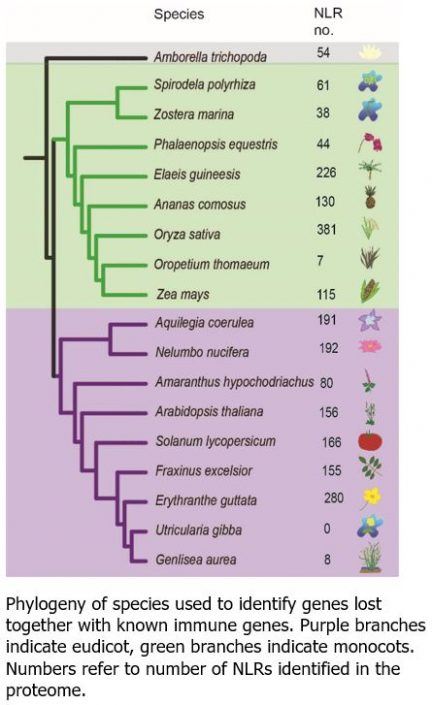 Plantae | Comparing Genomes Of Diverse Plants Reveals New Candidate ...