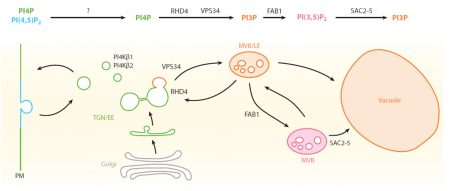 Plantae | Plant Science Research Weekly: June 5th | Plantae