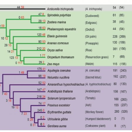 Plantae | Review. The Plant Microbiome: From Ecology To Reductionism ...