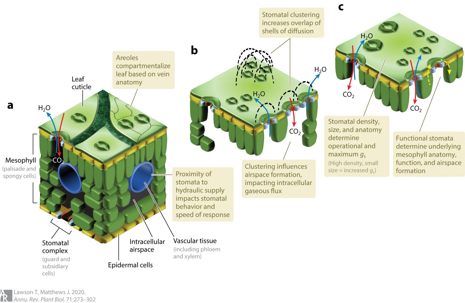 Review: Guard cell metabolism and stomatal function (Annu. Rev. Plant ...