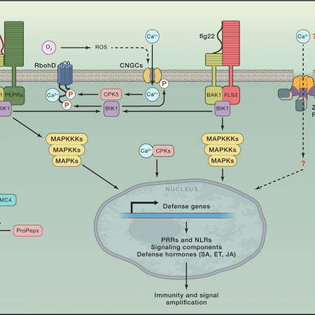 Review: Plant small heat shock proteins – evolutionary and functional ...