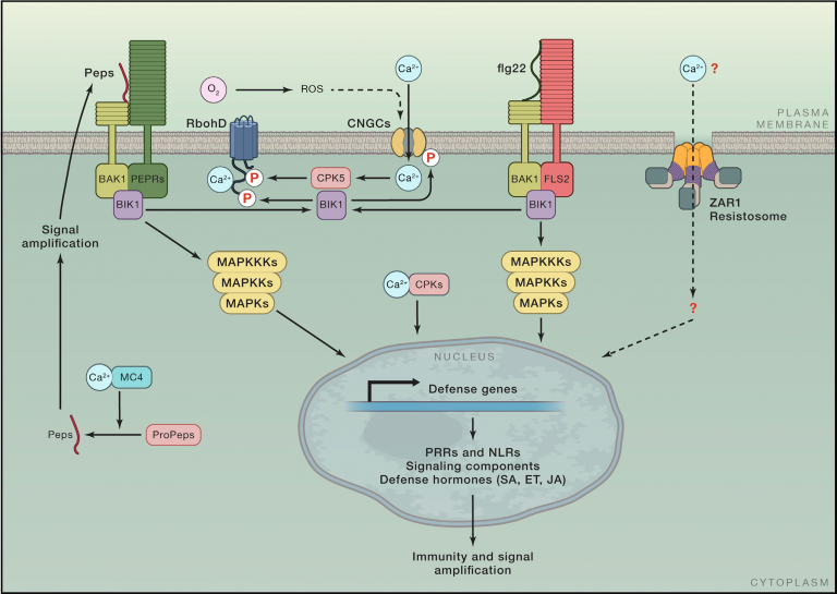 Review. Plant immunity: Danger perception and signaling (Cell) | Plantae