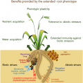 Review: An extended root phenotype: the rhizosphere, its formation and ...