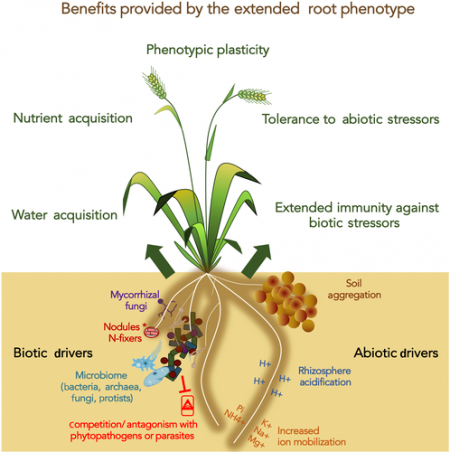 Plant Science Research Weekly: June 12th | Plantae