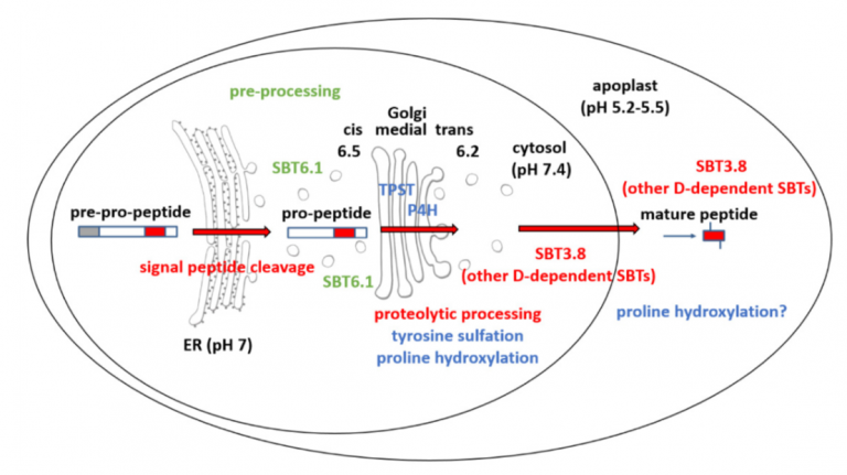 The Biogenesis Of Clel Peptides Involves Several Processing Events In