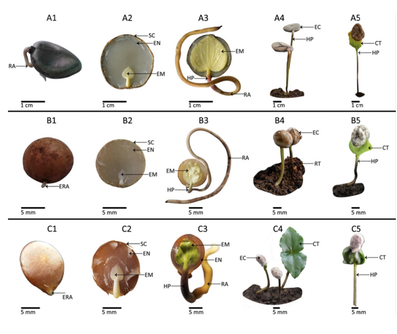 seed-dormancy-of-the-first-flowering-plants