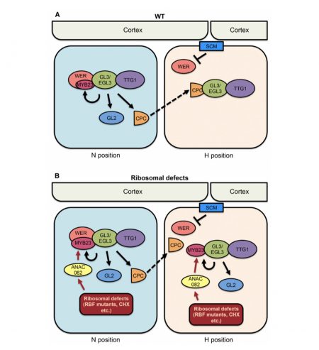 Cell fate switch in response to impaired ribosome biogenesis ($) (Plant ...