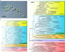 The genome of Prasinoderma coloniale unveils the existence of a third ...