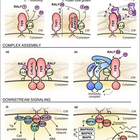 Plantae | The karrikin signaling regulator SMAX1 controls Lotus ...