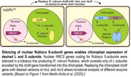 Back to where it came from: chloroplast expression of both Rubisco ...