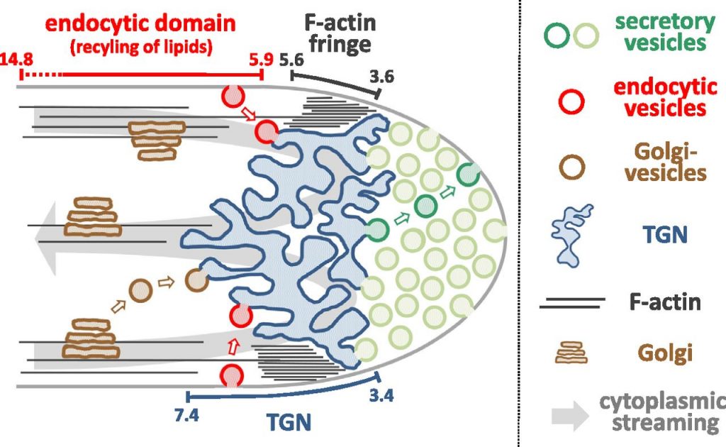 Apical Membrane Traffic In Pollen Tube Tips Plantae