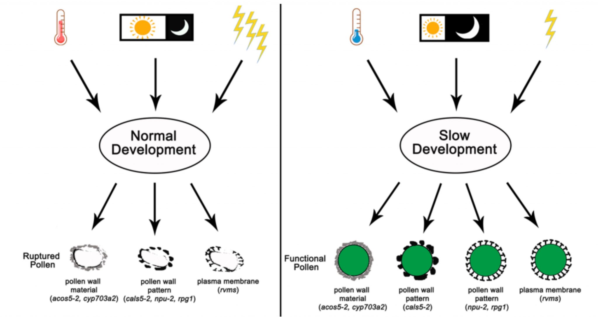 Slow development restores the fertility of photoperiodsensitive male