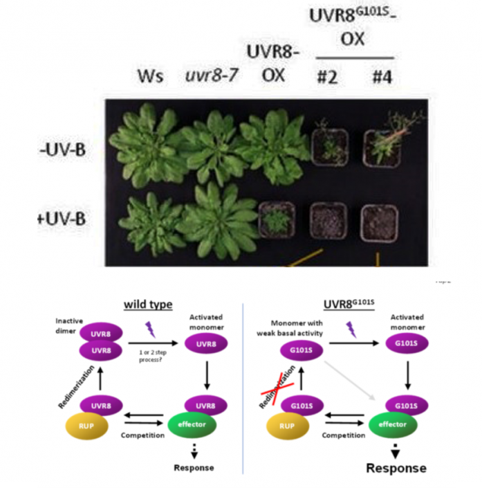 A constitutively monomeric UVR8 photoreceptor allele confers enhanced ...