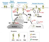 The Manifold Actions Of Signaling Peptides On Subcellular Dynamics Of A 