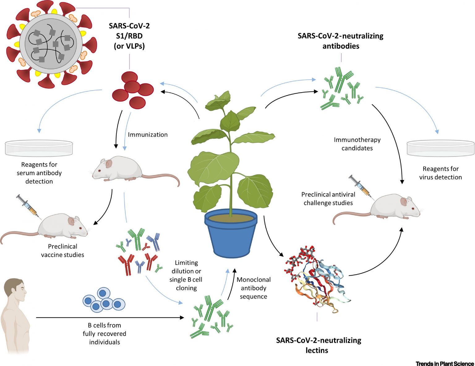 current research in plant biotechnology