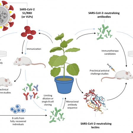 Plantae | Photosynthesis in Desert Plants: It’s About Time | Plantae