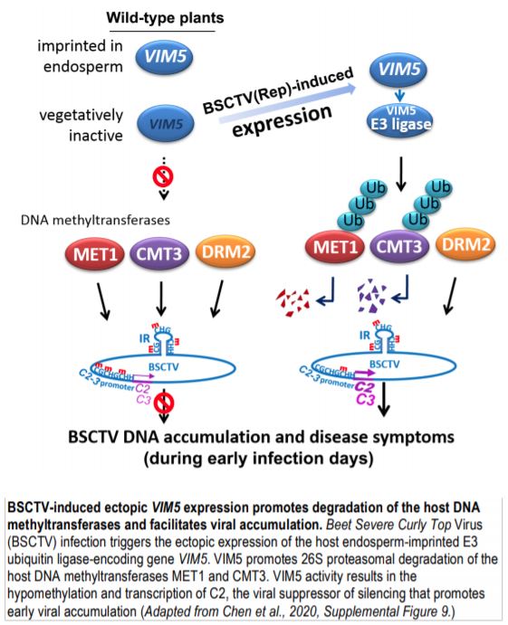 plant virus diagram