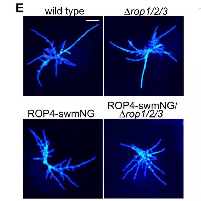 Plant Science Research Weekly: October 2, 2020 | Plantae