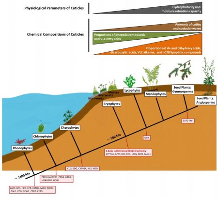 Origins and evolution of cuticle biosynthetic machinery in land plants ...