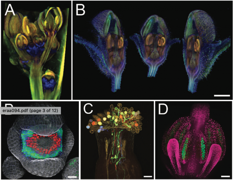 Review. Imaging flowers a guide to current microscopy and tomography