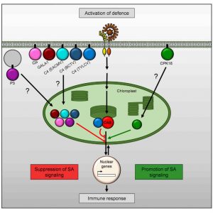 Plantae More Than Photosynthesis The Chloroplast S Role In Plant Cell Defense Pathways Cell Plantae