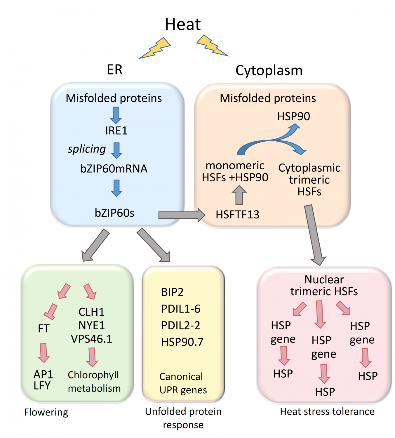 The Transcription Factor BZIP60 Modulates The Heat Shock Response In ...