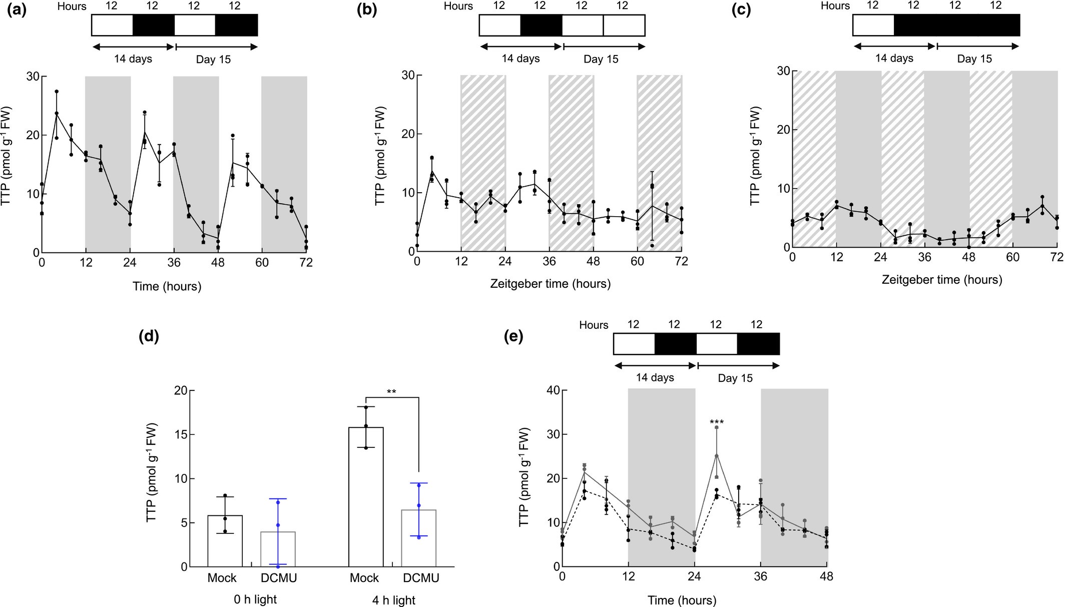 The vitamin B1 family grows detection and roles of thiamine