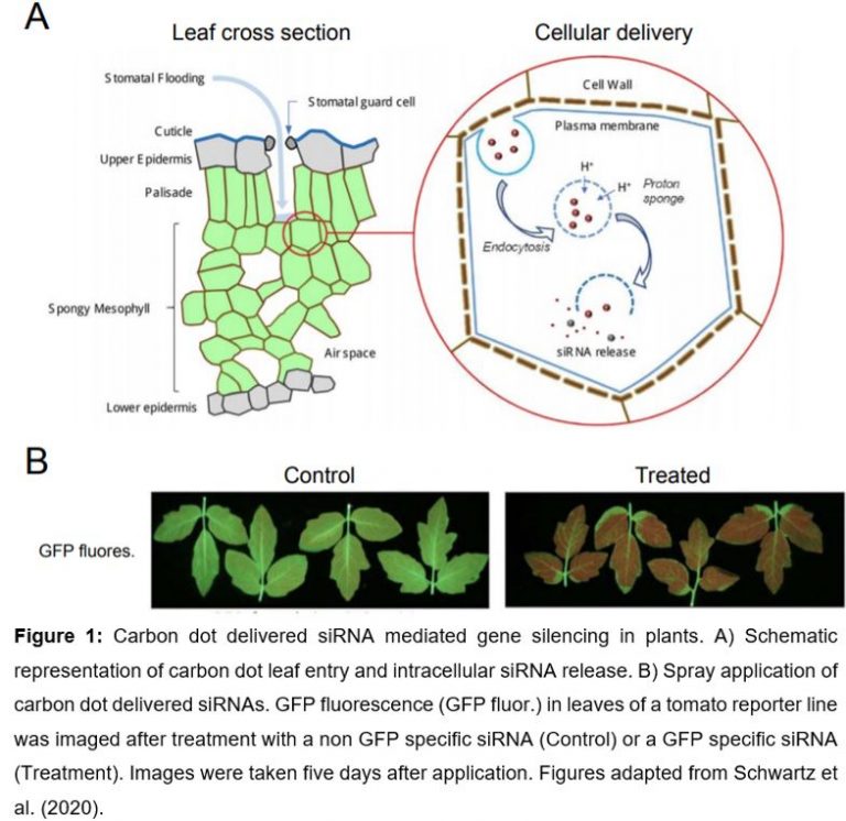 A Novel Trojan Horse For Molecule Delivery Into Plants | Plantae