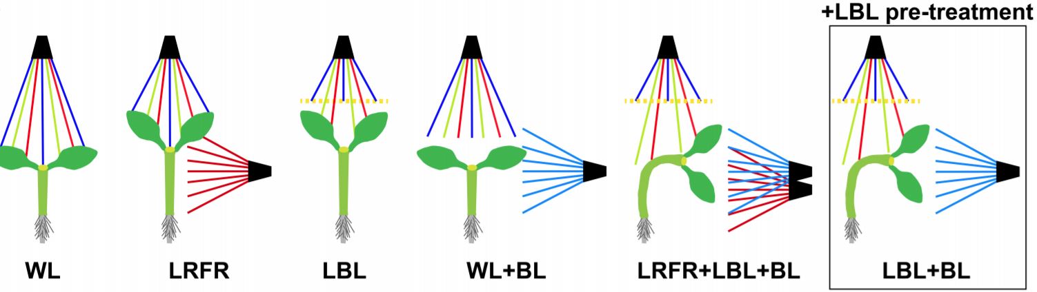 True Blue: How Cry1 Inhibits Phototropism in Green Seedlings | Plantae