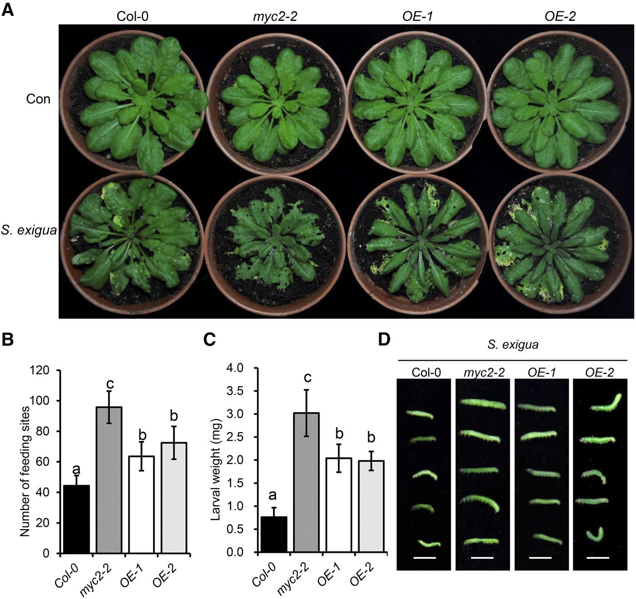 On the Inside Cell Wall Acetylation Plantae