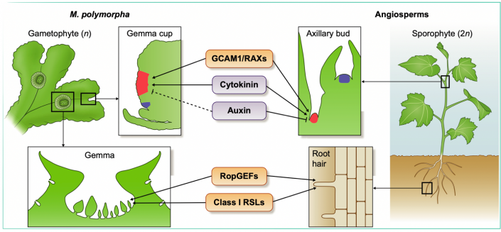 Review: Gemma cup and gemma development in Marchantia polymorpha (New ...