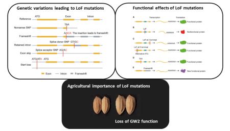 Plant Science Research Weekly: October 9, 2020 | Plantae