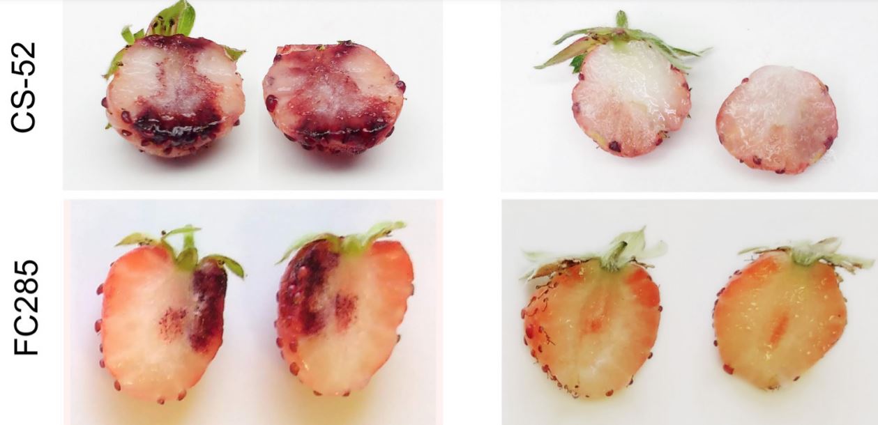 Ripe for the Picking Finding the Gene Behind Variation in Strawberry