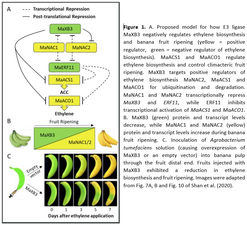 MaXB3 Limits Ethylene Production and Ripening of Banana Fruits Plantae