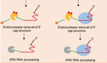 rna processing