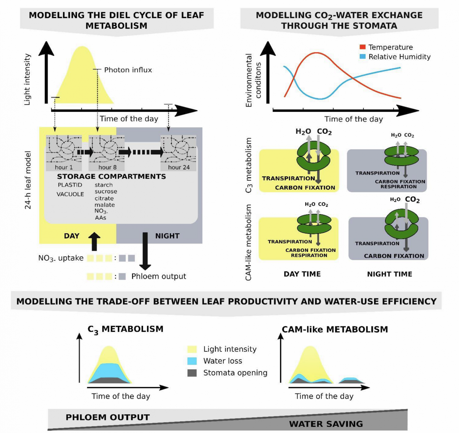 carbon stored as organic acid cam