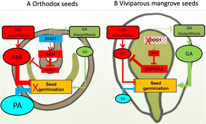The genomic and transcriptomic foundations of viviparous seed ...