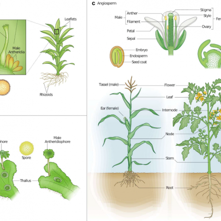 Plantae | Plantae Presents Panel: Evo-devo as a discovery tool | Plantae