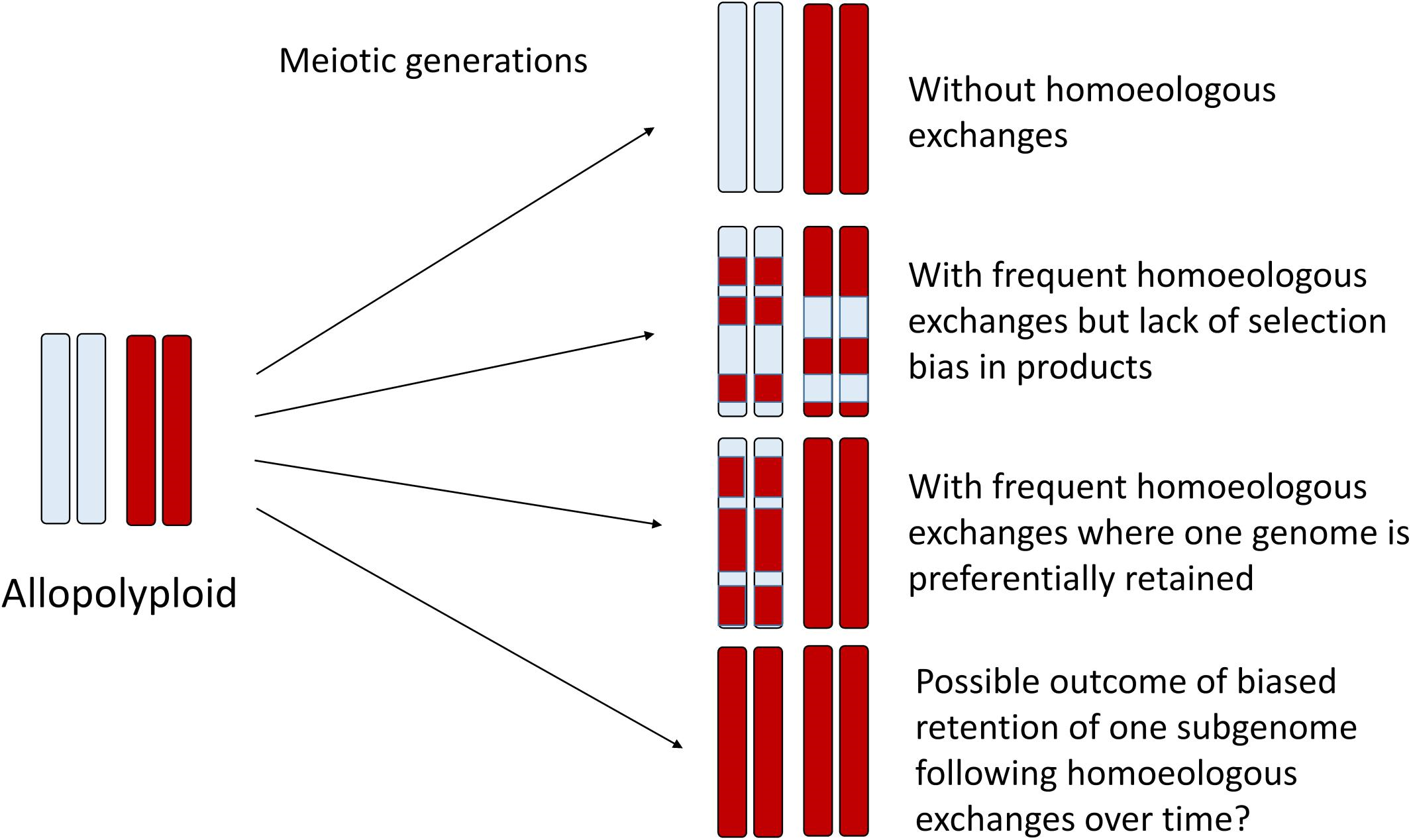 Autopolyploidy