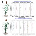 Plant Science Research Weekly November 20 2020 Plantae plant-science-research-weekly-november-20-2020-plantae