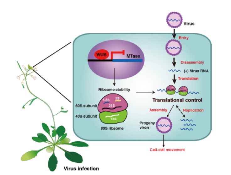 plant virus diagram