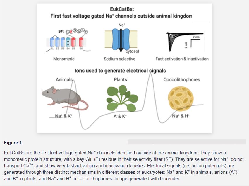 Plantae | Novel Electrical Signaling: First Fast Voltage-Gated Sodium  Channel Identified Outside of the Animal Kingdom | Plantae